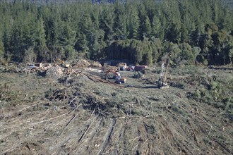 Harvesting Pinus radiata on hill top using a hauler (at right) and diggers (at left) to load tree