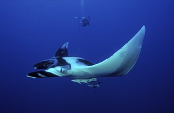 Manta rays and divers, Manta birostris, Egypt, Red Sea, Brother Islands, Africa