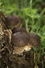 Cluster of puffballs, Lycoperdon, West Coast, New Zealand, Oceania