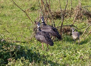 Family of Southern screamers with baby in green grass, Pantanal Wetlands, Mato Grosso, Brazil,