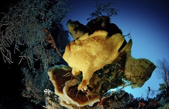 Giant Frogfish, Toadfish, Antennarius commersonii, Indonesia, Raja Ampat, Irian Jaya, West Papua,