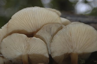 Underside of a group of pale brown toadstools, Flammulina velutipes, growing on a rotten log, West