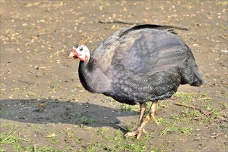 Guinea fowl walking