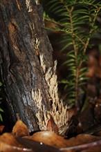 Coral fungi, genus Clavicorona, West Coast, South Island, New Zealand, Oceania