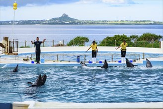 Dolphin Show (Okichan Theater) in Okinawa Churaumi Aquarium