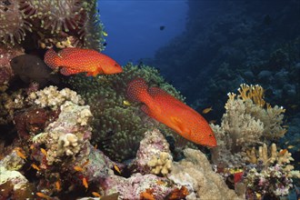 Jewelled grouper, Cephalopholis miniata, Red Sea, Ras Mohammed, Egypt, Africa