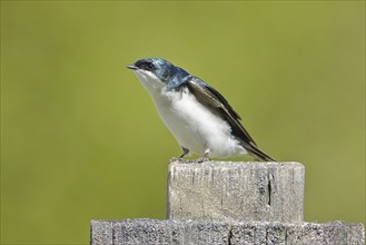 A cute tree swallow is perched on a wood post in Coeur d'Alene, Idaho