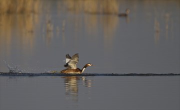 Great Crested Grebe, Podiceps Scalloped ribbonfish, great crested grebe