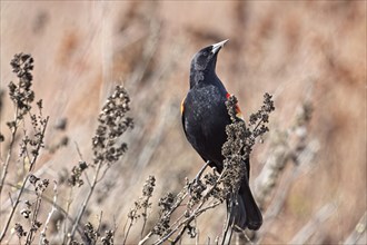 A red winged blackbird is perched on some stick branches in Hauser, Idaho