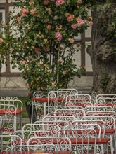 A rustic-style café with white metal furniture, red wood and a lush rose bush, ystad, sweden,