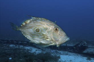 Herring King, Zeus Faber, Vis Island, Mediterranean Sea, Croatia, Europe