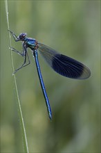 Banded demoiselle, Calopteryx splendens, banded demoiselle