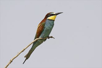 Bee-eater, Merops apiaster, European bee-eater