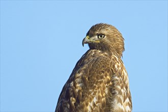 A close up portraiture of a red tailed hawk against a blue sky in eastern Washington