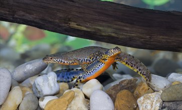 Alpine newt, Triturus alpestris