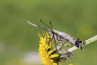 Swallowtail, Papilio machaon