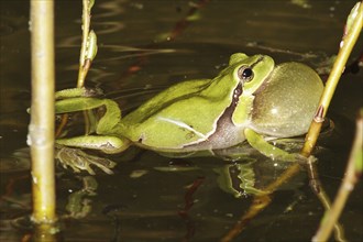 European tree frog, Hyla arborea, European tree frog