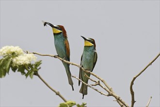 Bee-eater, Merops apiaster, European bee-eater