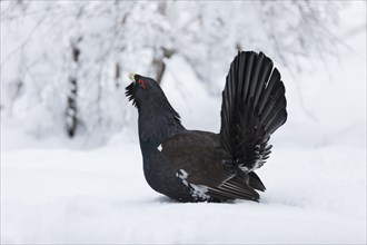 Auerhahn, Tetrao urogallus, wood grouse