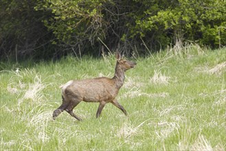 A young elk is running across a grassy field near Coeur d'Alene, Idaho