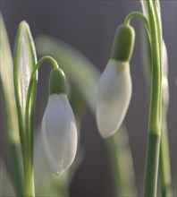 Close-up of common snowdrops (Galanthus nivalis)