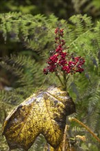 A close up of wild red berries in a cluster and large yellow leaves in Autumn in north Idaho