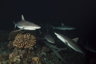 Grey reef sharks hunting at night, Carcharhinus amblyrhynchos, Fakarava, Tuamotu Archipelago,