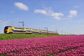 Den Helder, Netherlands. May 2023. Dutch train passing a blossoming field of tulips