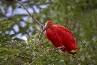 Red Sickler, Eudocimus ruber, scarlet ibis