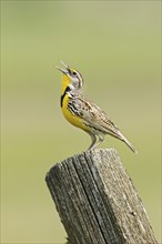 A beautiful western meadowlark is perched on a fence post singing out in their distinctive sound in