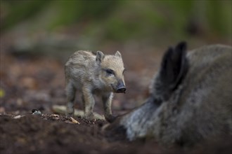 Wild boar, Sus scrofa, wild boar