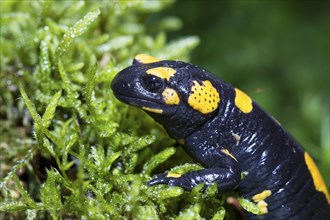 Fire salamander, Salamandra salamandra, fire salamander