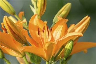 Orange day-lily blooming with buds in front of a blurred background