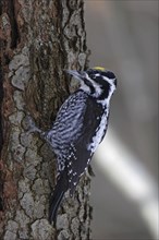 Three-toed woodpecker, male, Picoides tridactylus, three-toed woodpecker, male