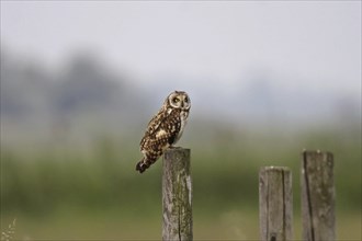 Short-eared owl, Asio flammeus, short-eared owl