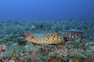 Mediterranean moray eel, Muraena helena, Vis Island, Mediterranean Sea, Croatia, Europe