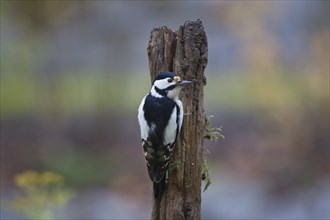 Great spotted woodpecker, female, Dendrocopos major, Syn Picoides major, great spotted woodpecker,