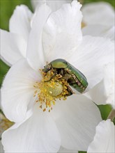 Rose chafer on a white flower feeding in front of a white background