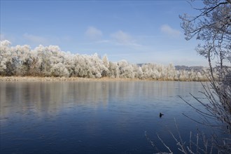 Winter am Altwasser, Winter at the backwater