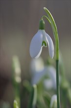 Close-up of common snowdrops (Galanthus nivalis)