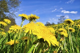 Dandelion or dandelion, also known as dandelion. Yellow petals on your green field. Nature photo