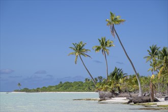 Trio of coconut palms (Cocos nucifera), private island, bird island, privileged, ecological,