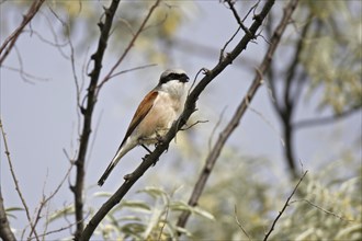 Red-backed shrike ? Male, Lanius collurio, red-backed shrike, male