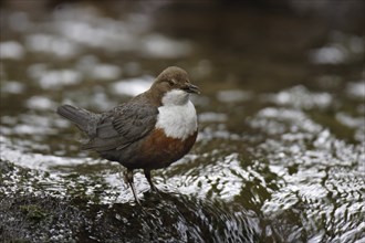 White-throated Dipper, Cinclus cinclus, white-throated dipper