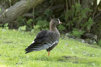 Lesser White-fronted Goose standing on one leg in a meadow with its wing outstretched