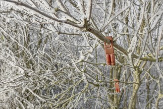 Plastic pheromone traps against the grape berry moth hanging in a frozen bush in winter