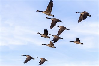 Flock of Canada geese (Branta canadensis) in flight