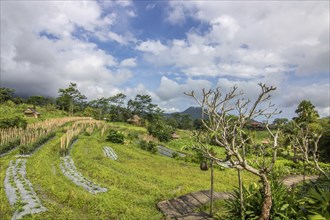 The green side of Bali, green rice terraces in the original Bali. Rice cultivation in the midst of