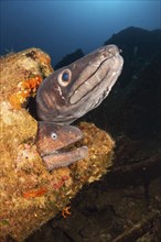 Conger conger eel and brown moray eel at Teti wreck, Conger conger, island Vis, Mediterranean Sea,