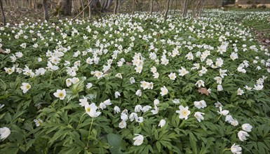 Wood anemone, Anemone nemorosa, wood anemone